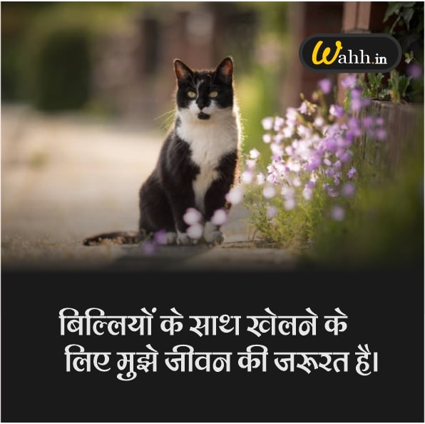 Cat Quotes Hindi images