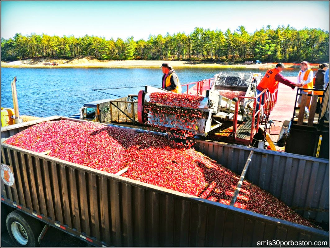 Cosecha De Arándanos en Wareham, Massachusetts