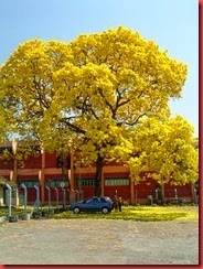Ipê Goiânia