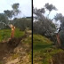 Granjero descubre que un árbol fue dividido en dos mitades por el terremoto Turquía y se recorrió de la segunda sección por al menos 8 metros (vídeo)