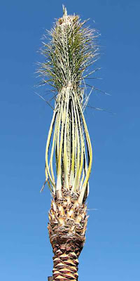 Single Bound Palm Tree Arroyo Blvd Pasadena CA (c) David Ocker