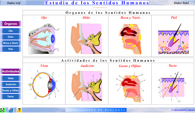 http://primerodecarlos.com/CUARTO_PRIMARIA/enero/Unidad7/actividades/naturales/SENTIDOS.swf