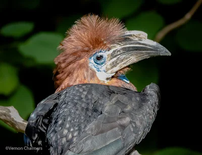 Portraits of Birds with Canon EOS 7D Mark II Cape Town