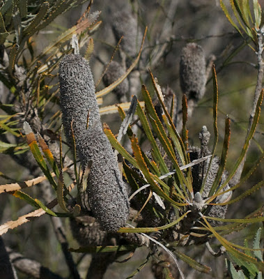 Hooker's Banksia (Banksia hookeriana)
