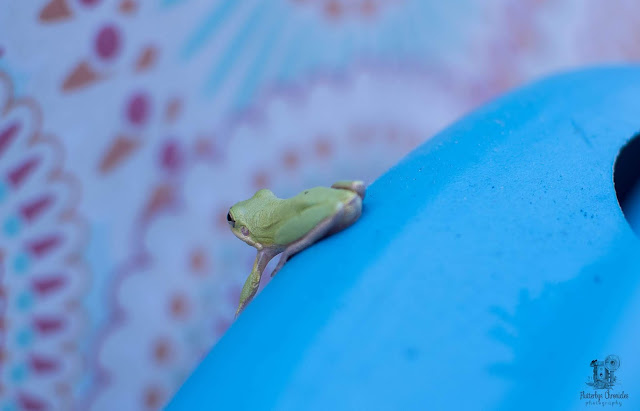  Little Green Frog (©Jenny Bell @ Flutterbye Chronicles)