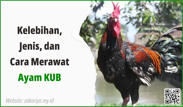 Kelebihan, Jenis, dan Cara Merawat Ayam KUB