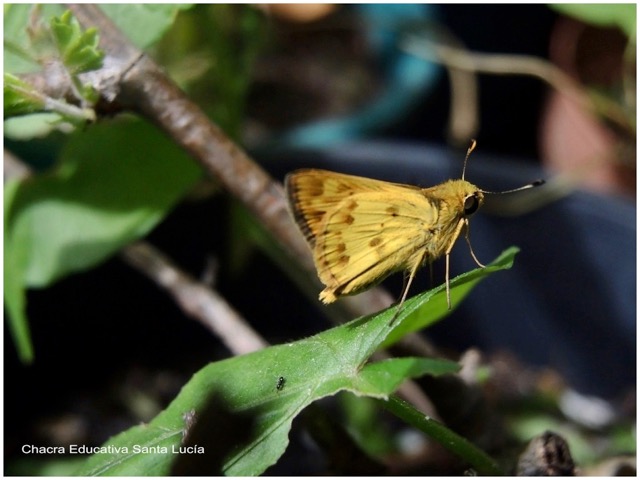 "Saltarina leonada (o amarilla)" Hylephila phileus phileus - Marcos L para Chacra Educativa St. Lucía