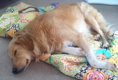 dog and michael miller quilt