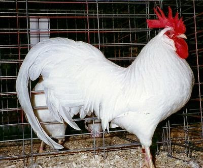 ayam minorka putih