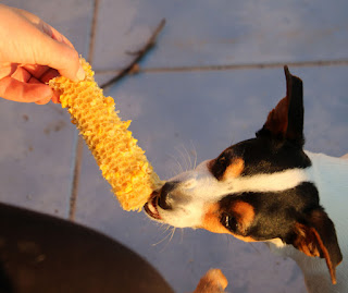 Louise nibbling on some corn on the cob