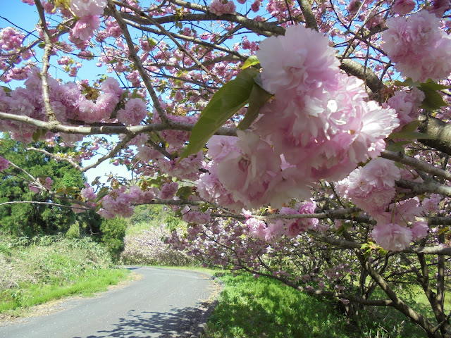 牡丹桜の並木道