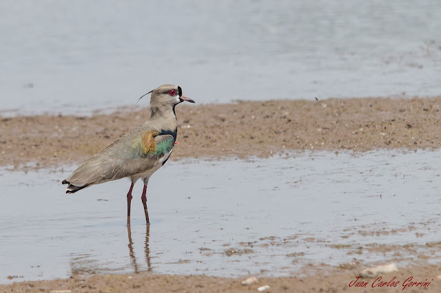 Avistaje de aves en Argentina, Salta. Birdwatching y fotografía de Juan Carlos Gorrini.