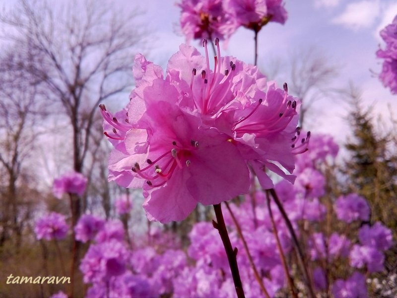 Рододендрон остроконечный (Rhododendron mucronulatum)