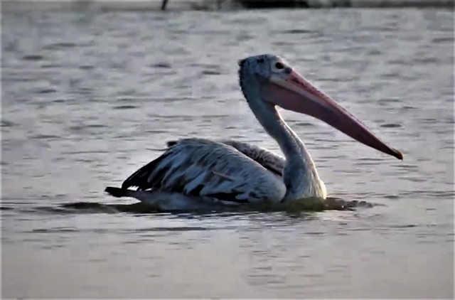 Spot billed pelican