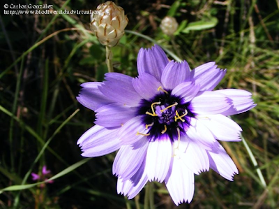 http://www.biodiversidadvirtual.org/herbarium/Catananche-caerulea-L.-img238953.html