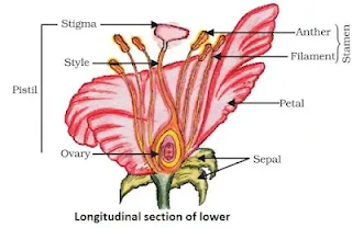 CBSE Class 10 Science Chapter 8 How Do Organisms Reproduce Notes