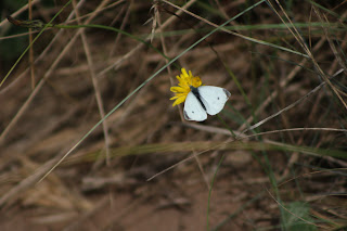 Small White Butterfly