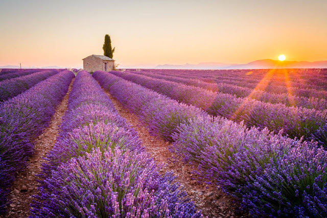 Màu sắc, hương thơm của những cánh đồng hoa lavender là đặc trưng của vùng Provence, thuộc bờ đông nam nước Pháp. Vườn hoa nổi tiếng bậc nhất ở đây nằm trước tu viện Senanque gần Gordes. Thời gian đẹp nhất để ngắm hoa oải hương của Pháp là từ tháng 6 đến tháng 8.