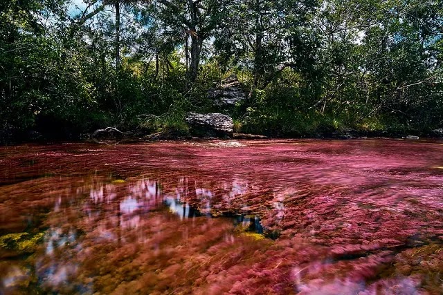 The Cano Cristales  River