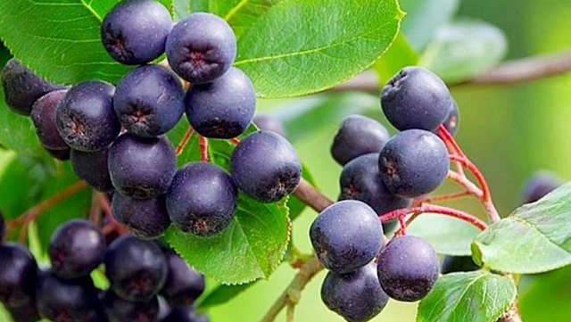 Acai Berries and Their Remarkable Health Benefits