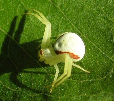 Misumena vatia