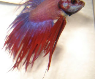 crowntail betta splenden