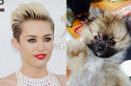 Miley Cyrus Given New Puppy After Dog Floyd's Death  