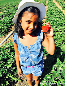 marcy's strawberry picking