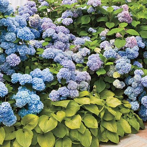hostas-pairing-l