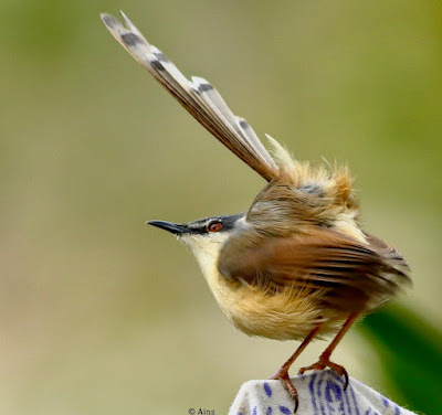 "Ashy Prinia - Prinia socialis, perched on the garden fence with tail displaying territorial dominance."
