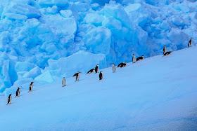 Penguins and Icebergs - Antarctica