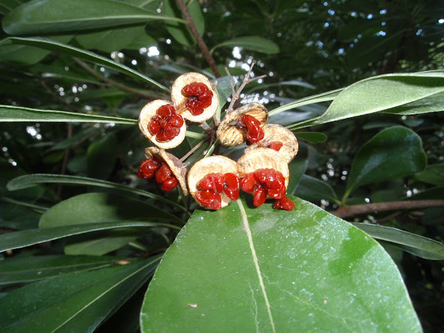 pitosporo-pittosporum-tobira