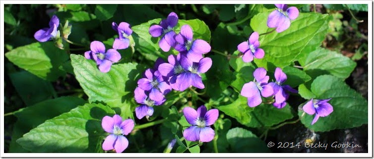 IMG_9910 copy