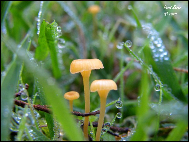 Mushrooms and Dew 2