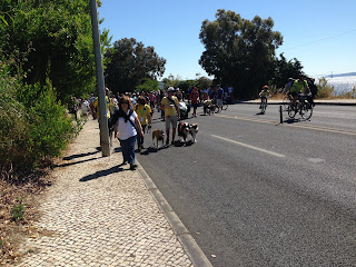 Australian Shepherd dog trekking in Oeiras