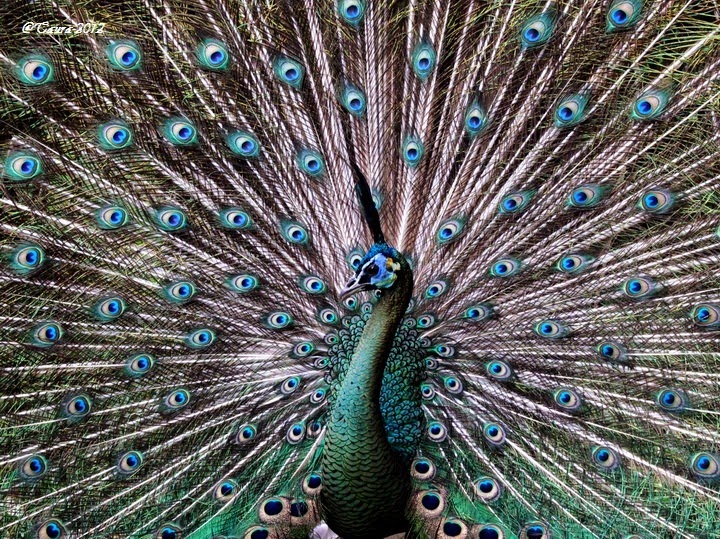  Gambar  Burung  Tercantik di Indonesia