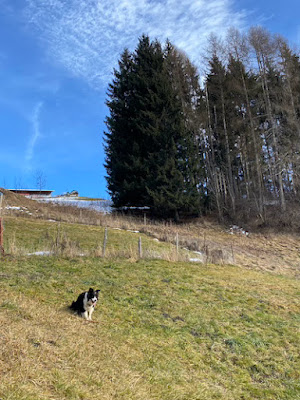 escursioni adatte ai cani sulle Dolomiti