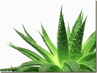 Productos para el Cabello con Aloe Vera