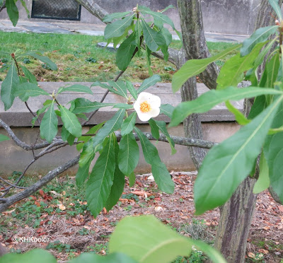 Franklinia alatamaha