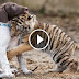 AN ADORABLE Bengal Tiger cub has become best Friend with a puppy