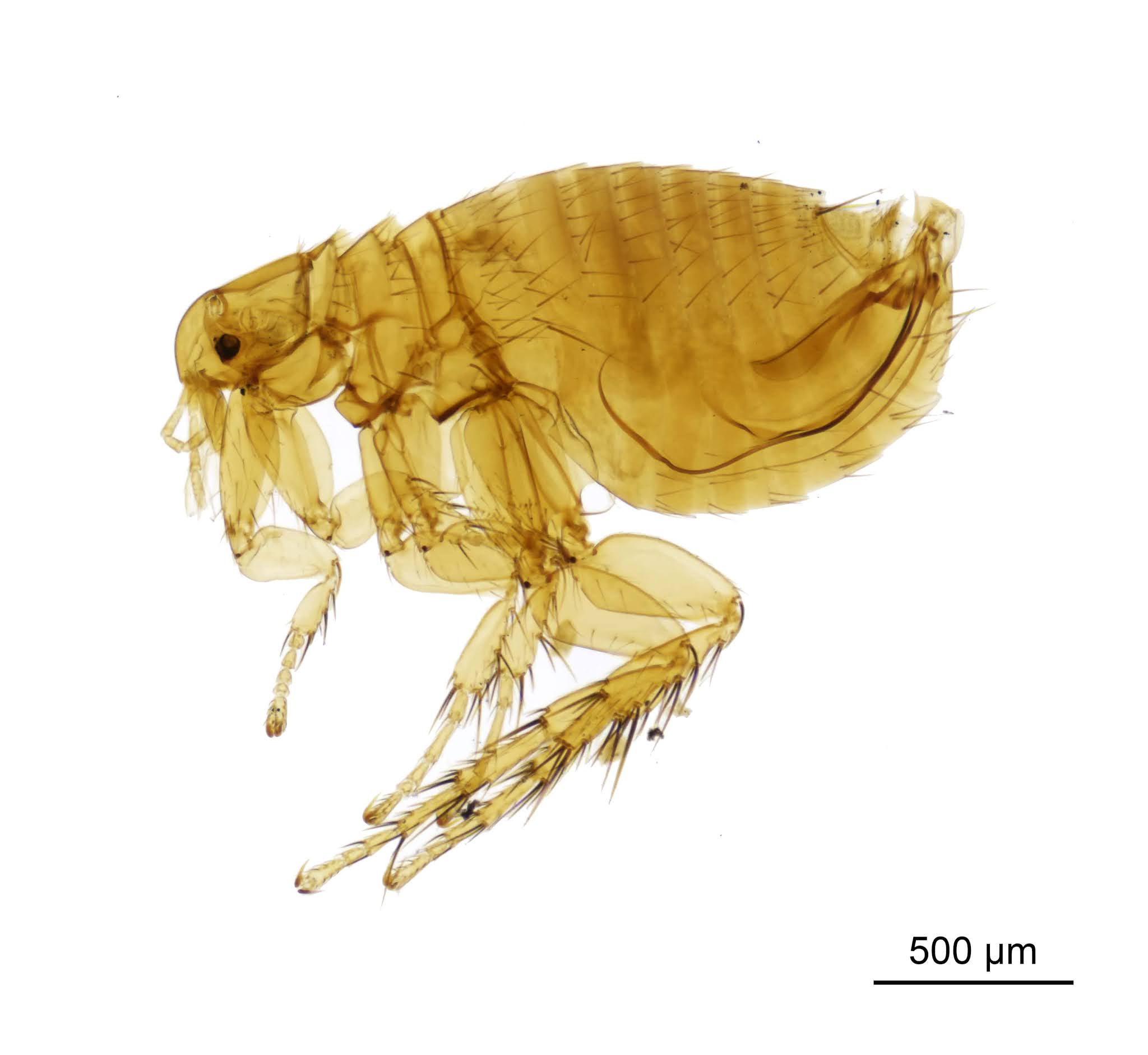 Oriental Rat Flea, Insects Behind the Black Death Plague