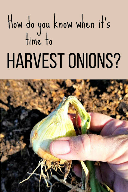 How to know when it's time to harvest the onions.