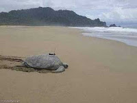 Pantai Sekamade Banyuwangi yang Exotic