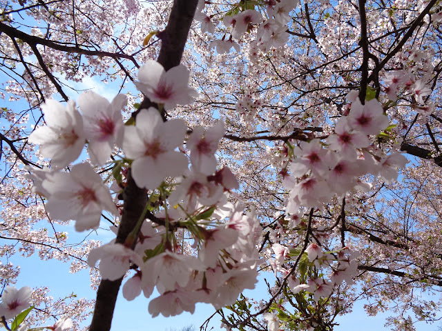 弥生の館むきばんだのソメイヨシノ桜