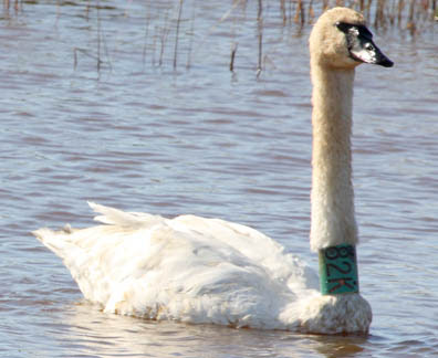 trumpeter swan book. trumpeter swan images.