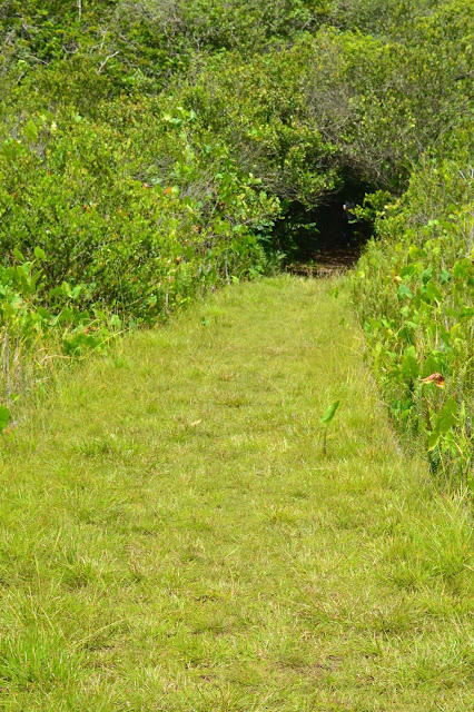 Guyane, Les pripris de yiyi, Sinnamary, Iracoubo, Kourou, observation des oiseaux, maison de la nature, faune et flore de Guyane, randonnée, parcours pédestre Guyane, conservatoire du littoral, SEPENGUY Guyane