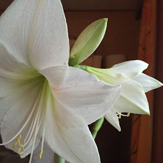 kukkiva amaryllis