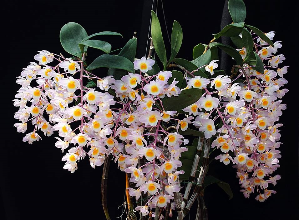 蘭花的故事 Dendrobium Thyrsiflorum 球花石斛