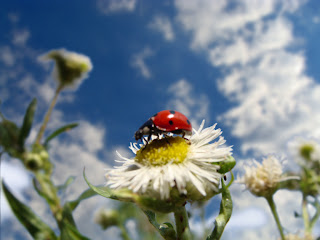 Lady Bug Wallpapers