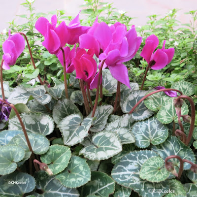 cyclamen, London, December